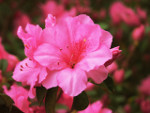 Azalea bloom small