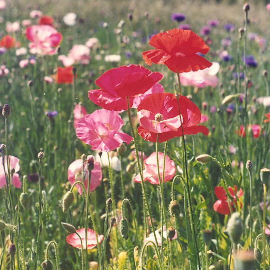 Field of poppies