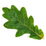 Green Leaf