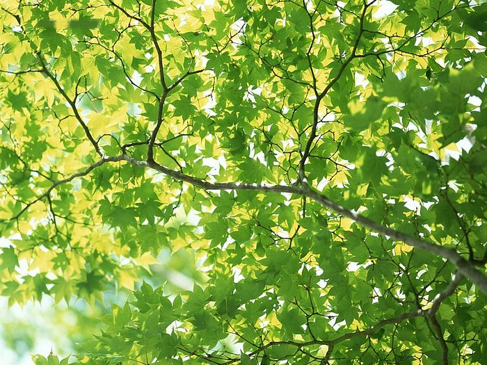 Maple Leaves