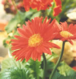 May flowers small