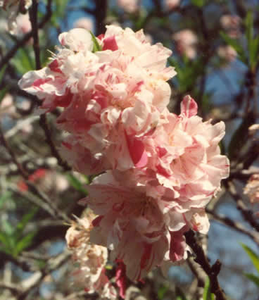 Peach Blossom