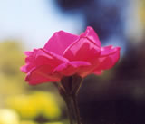 Multicolor background and Rose