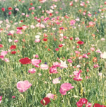 Field of poppies
