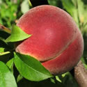 Georgian peach
