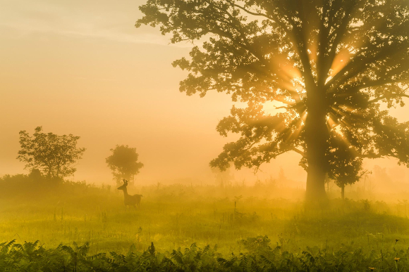 green morning sunrise large