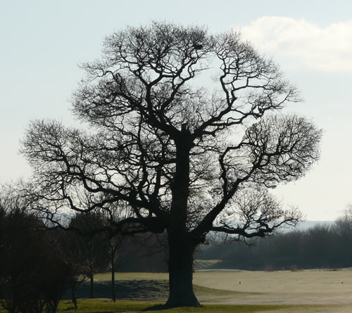 Winter Oak